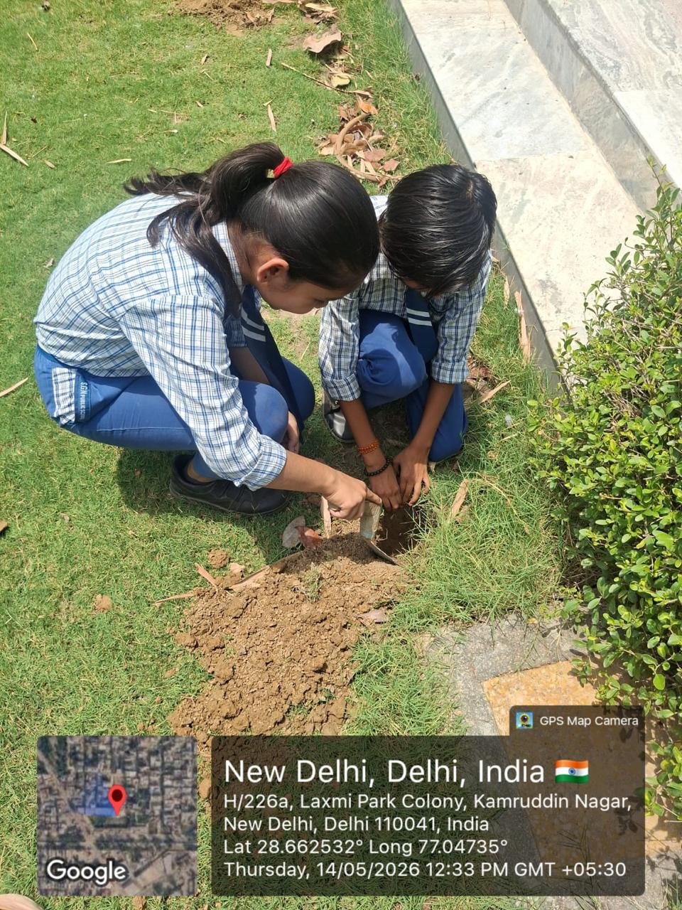 Tree Plantation